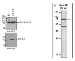 ASH2L Rabbit anti-Human, Polyclonal, Novus Biologicals 100 &mu;g | Buy Online | Novus Biologicals | Fisher Scientific